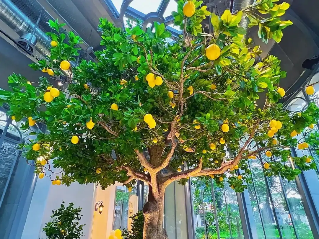 Lemon tree is a kind of life attitude