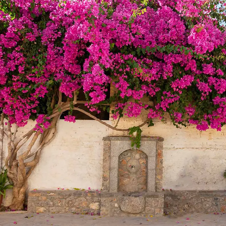 High Quality Vivid Faux Bougainvillea Tree Outdoor